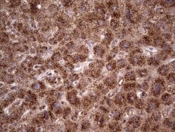 Invitrogen CDKL2 Monoclonal Antibody (OTI12C2) 100 &mu;L; Unconjugated:Antibodies,