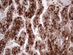 Invitrogen CDKL2 Monoclonal Antibody (OTI12C2) 100 &mu;L; Unconjugated:Antibodies,
