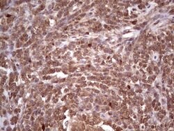 Invitrogen CDKL2 Monoclonal Antibody (OTI12C2) 100 &mu;L; Unconjugated:Antibodies,