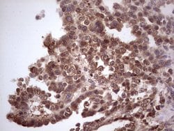 Invitrogen CDKL2 Monoclonal Antibody (OTI12C2) 100 &mu;L; Unconjugated:Antibodies,