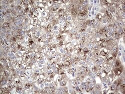 Invitrogen ABH1 Monoclonal Antibody (OTI4C4) 100 &mu;L; Unconjugated:Antibodies,