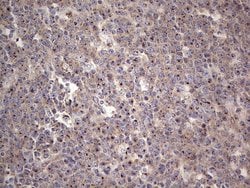 Invitrogen ABH1 Monoclonal Antibody (OTI4C4) 100 &mu;L; Unconjugated:Antibodies,