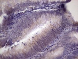 Invitrogen PAGE1 Monoclonal Antibody (OTI3E7) 100 &mu;L; Unconjugated:Antibodies,