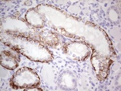 Invitrogen PRKD3 Monoclonal Antibody (OTI4G6) 100 &mu;L; Unconjugated:Antibodies,