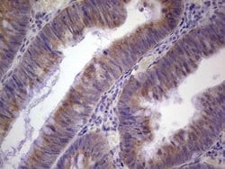 Invitrogen PAGE1 Monoclonal Antibody (OTI10E7) 100 &mu;L; Unconjugated:Antibodies,
