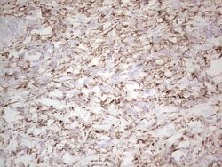 Invitrogen NFS1 Monoclonal Antibody (OTI5D1) 100 &mu;L; Unconjugated:Antibodies,