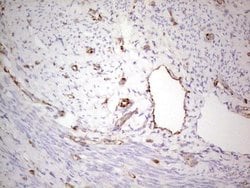 Invitrogen NFS1 Monoclonal Antibody (OTI5D1) 100 &mu;L; Unconjugated:Antibodies,