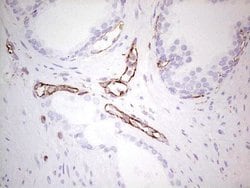Invitrogen NFS1 Monoclonal Antibody (OTI5D1) 100 &mu;L; Unconjugated:Antibodies,