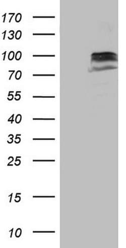 Invitrogen SUOX Monoclonal Antibody (OTI1A12) 100 &mu;L; Unconjugated:Antibodies,