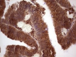 Invitrogen GEMIN8 Monoclonal Antibody (OTI4F8) 100 &mu;L; Unconjugated:Antibodies,