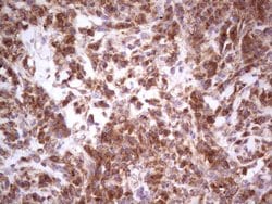 Invitrogen GEMIN8 Monoclonal Antibody (OTI4F8) 100 &mu;L; Unconjugated:Antibodies,