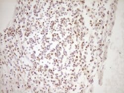 Invitrogen LPIN1 Monoclonal Antibody (OTI8F10) 100 &mu;L; Unconjugated:Antibodies,