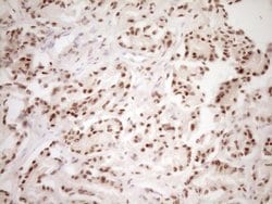 Invitrogen LPIN1 Monoclonal Antibody (OTI8F10) 100 &mu;L; Unconjugated:Antibodies,