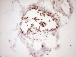 Invitrogen LPIN1 Monoclonal Antibody (OTI8F10) 100 &mu;L; Unconjugated:Antibodies,