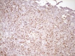 Invitrogen LPIN1 Monoclonal Antibody (OTI8F10) 100 &mu;L; Unconjugated:Antibodies,