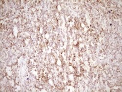 Invitrogen LPIN1 Monoclonal Antibody (OTI8F10) 100 &mu;L; Unconjugated:Antibodies,