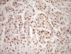 Invitrogen LPIN1 Monoclonal Antibody (OTI8F10) 100 &mu;L; Unconjugated:Antibodies,