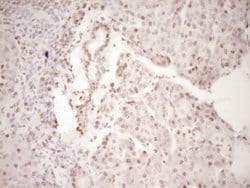 Invitrogen LPIN1 Monoclonal Antibody (OTI8F10) 100 &mu;L; Unconjugated:Antibodies,