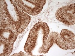 MRRF Monoclonal Antibody (OTI1D5), Invitrogen&trade;