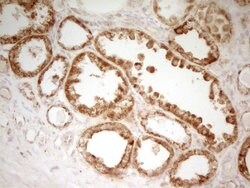 MRRF Monoclonal Antibody (OTI1D5), Invitrogen™