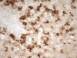 MRRF Monoclonal Antibody (OTI1D5), Invitrogen&trade;