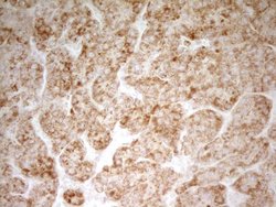 MRRF Monoclonal Antibody (OTI1D5), Invitrogen&trade;