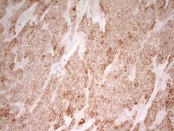 MRRF Monoclonal Antibody (OTI1D5), Invitrogen&trade;