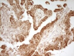 MRRF Monoclonal Antibody (OTI1D5), Invitrogen&trade;