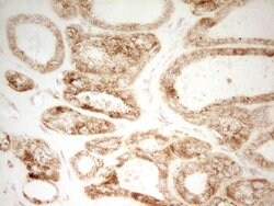 MRRF Monoclonal Antibody (OTI1D5), Invitrogen&trade;
