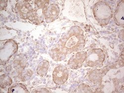 Invitrogen Ephrin A3 Monoclonal Antibody (OTI4A4) 100 &mu;L; Unconjugated:Antibodies,