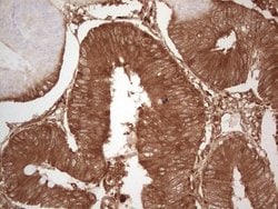 Invitrogen Ephrin A3 Monoclonal Antibody (OTI4A4) 100 &mu;L; Unconjugated:Antibodies,