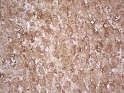 Invitrogen Ephrin A3 Monoclonal Antibody (OTI4A4) 100 &mu;L; Unconjugated:Antibodies,