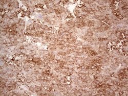 Invitrogen Ephrin A3 Monoclonal Antibody (OTI4A4) 100 &mu;L; Unconjugated:Antibodies,