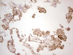 Invitrogen Ephrin A3 Monoclonal Antibody (OTI4A4) 100 &mu;L; Unconjugated:Antibodies,