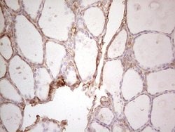 Invitrogen Ephrin A3 Monoclonal Antibody (OTI4A4) 100 &mu;L; Unconjugated:Antibodies,