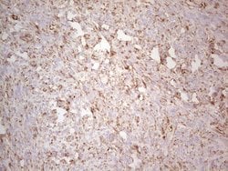Invitrogen Ephrin A3 Monoclonal Antibody (OTI4A4) 100 &mu;L; Unconjugated:Antibodies,