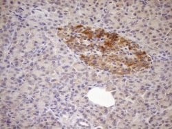 Invitrogen FSIP1 Monoclonal Antibody (OTI4F9) 100 &mu;L; Unconjugated:Antibodies,