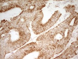 MRRF Monoclonal Antibody (OTI2A9), Invitrogen&trade;