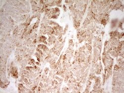 MRRF Monoclonal Antibody (OTI2A9), Invitrogen&trade;