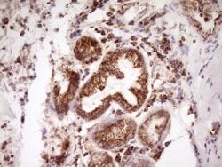 Invitrogen LRRC6 Monoclonal Antibody (OTI7E9) 100 &mu;L; Unconjugated:Antibodies,