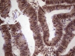 Invitrogen GLI4 Monoclonal Antibody (OTI3A9) 100 &mu;L; Unconjugated:Antibodies,