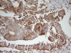 MRRF Monoclonal Antibody (OTI2A8), Invitrogen&trade;