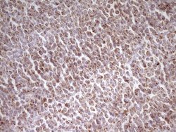 MRRF Monoclonal Antibody (OTI2A8), Invitrogen&trade;