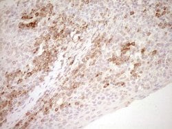 Invitrogen NR0B2 Monoclonal Antibody (OTI5F10) 100 &mu;L | Buy Online | Invitrogen&trade; | Fisher Scientific