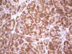Invitrogen BHLHE41 Monoclonal Antibody (OTI5B1) 100 &mu;L; Unconjugated:Antibodies,