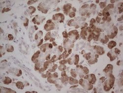 Invitrogen GABRA5 Monoclonal Antibody (OTI1G9) 100 &mu;L; Unconjugated:Antibodies,