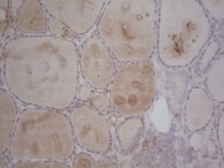 Invitrogen GABRA5 Monoclonal Antibody (OTI1G9) 100 &mu;L; Unconjugated:Antibodies,