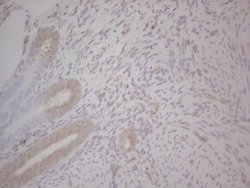 Invitrogen GABRA5 Monoclonal Antibody (OTI1G9) 100 &mu;L; Unconjugated:Antibodies,