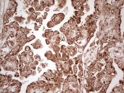 Invitrogen WIBG Monoclonal Antibody (OTI5E2) 100 &mu;L; Unconjugated:Antibodies,