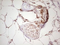 Invitrogen WIBG Monoclonal Antibody (OTI5E2) 100 &mu;L; Unconjugated:Antibodies,